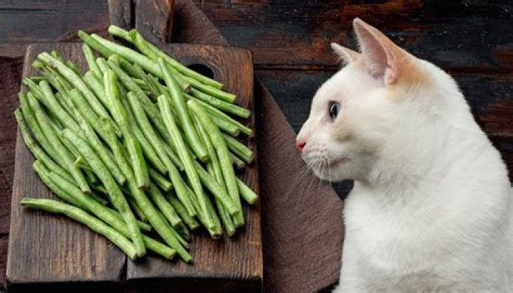 Are green beans toxic?