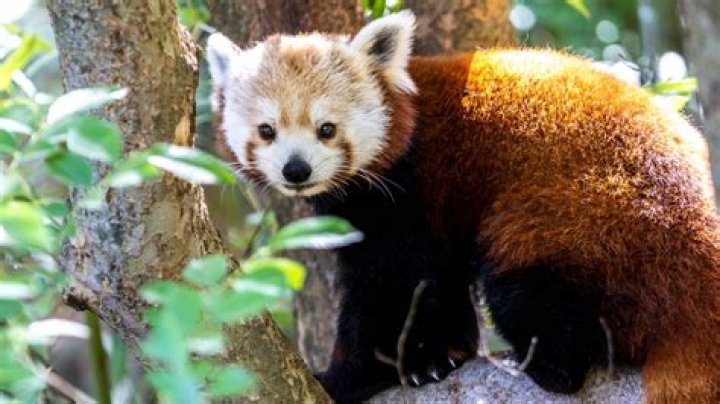 Are red pandas stinky?