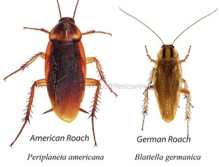Are roaches nice?