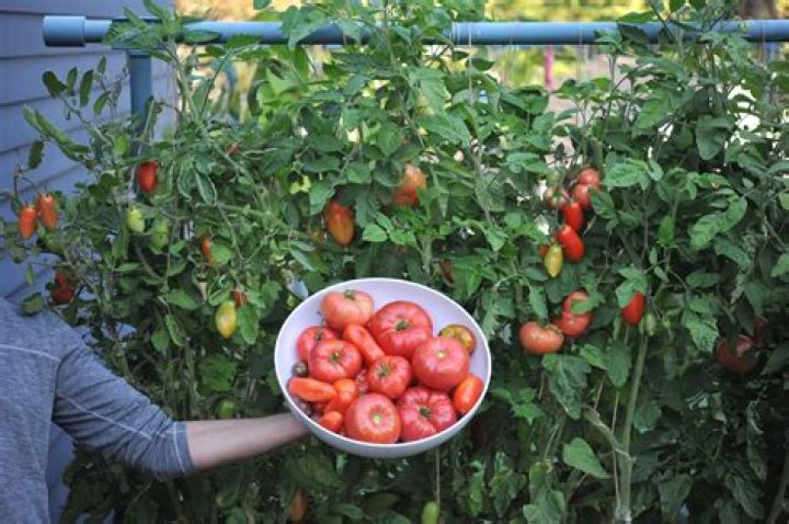 Are tomatoes still good if they freeze?