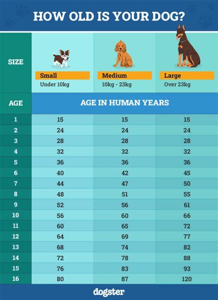 At what age do puppies settle down?