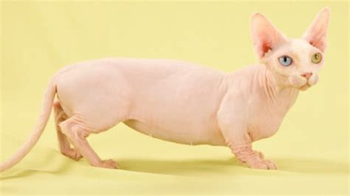 Bambino Gato: The Unique Breed of Cat You Need to Know About