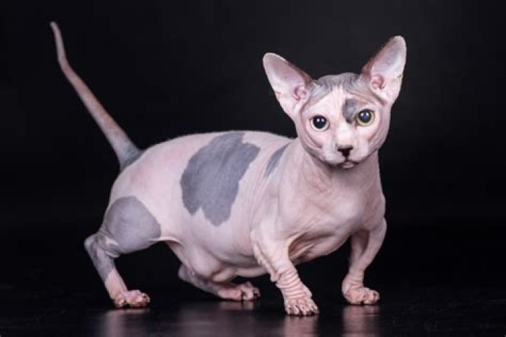 Bambino Hairless Cat: The Unique Feline Breed You Need to Know