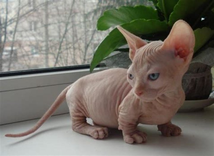 Bambino Kitten: The Adorable Hairless Breed You Need to Know