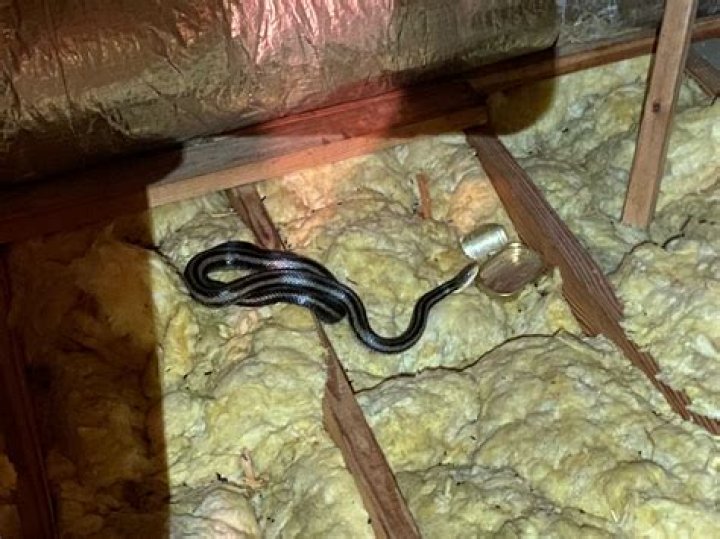 Can a snake get into house from crawl space?