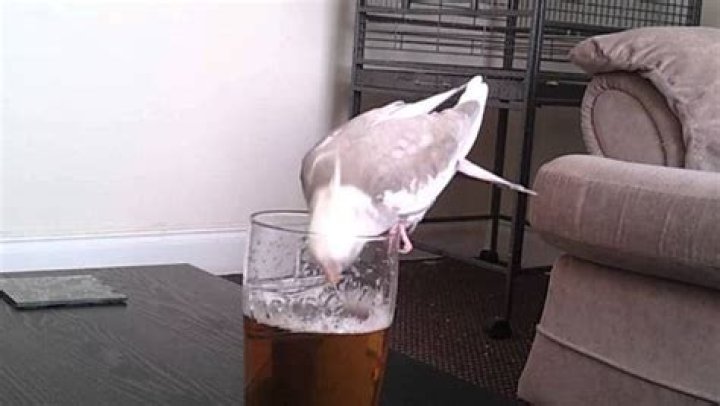 Can birds drink alcohol?