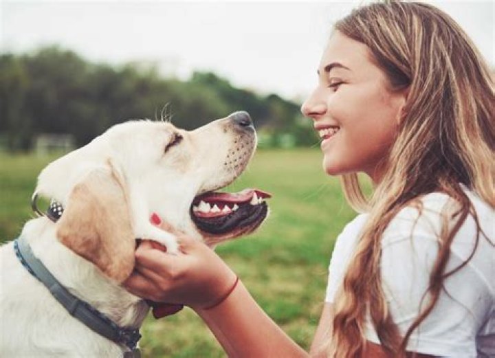 Can dogs recognize their owners ashes?