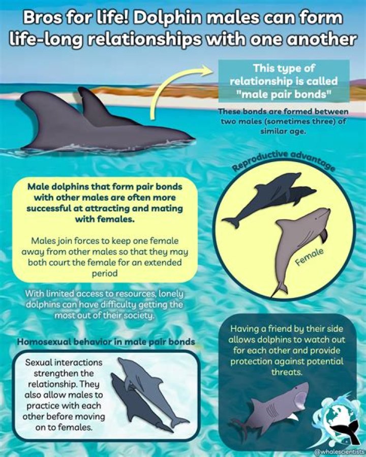 Can dolphins feel pain?