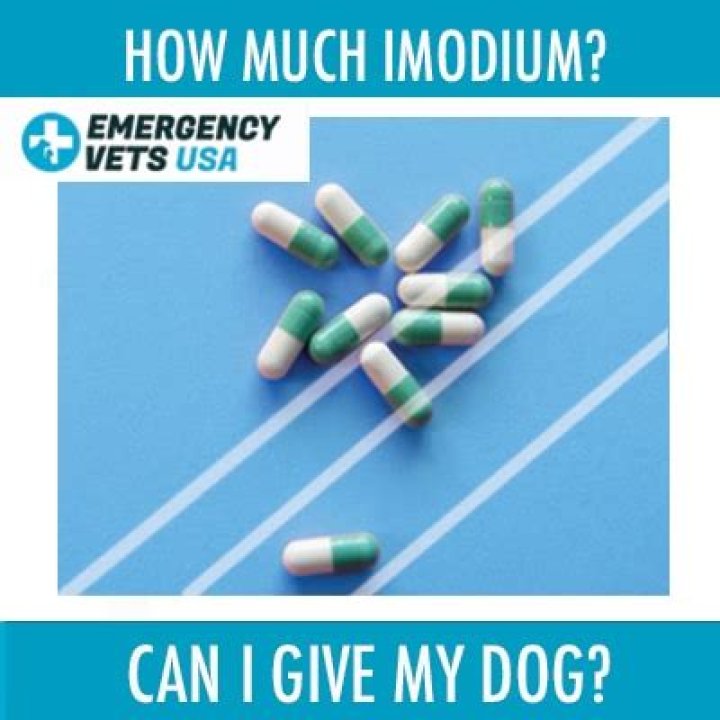 Can I give my dog Imodium?