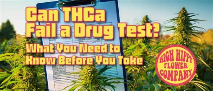 Unveiling the Effects: Can THCa Influence Drug Test Results?