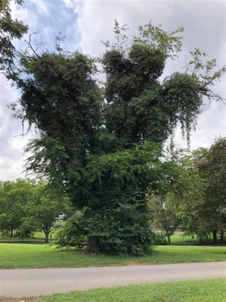 Can trees suffocate you?