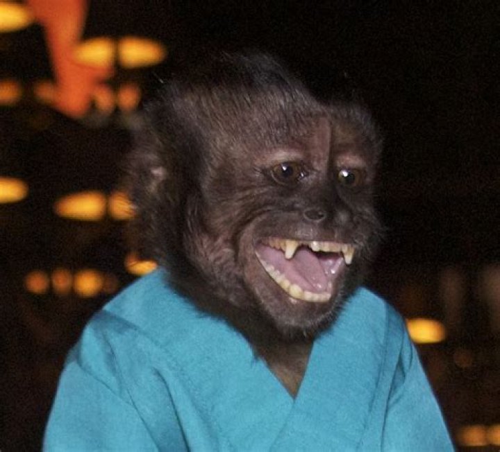 Crystal the Monkey: The Talented Star of Hollywood