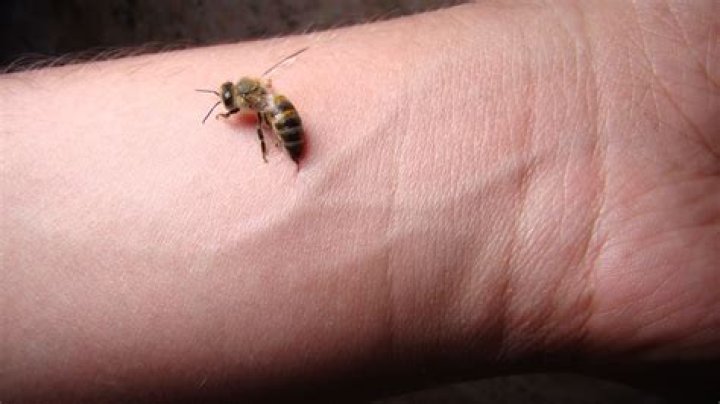 Do bumble bees like humans?
