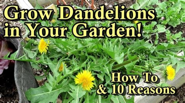Do butterflies eat dandelions?