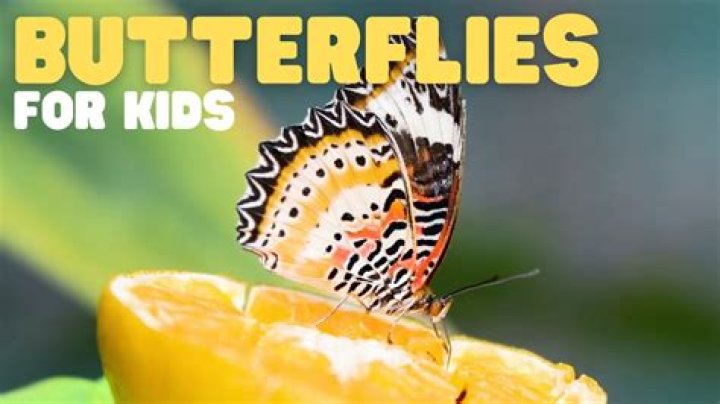Do butterflies like being touched?