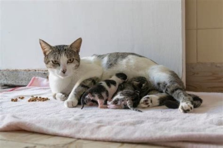 Do cats eat their kittens?