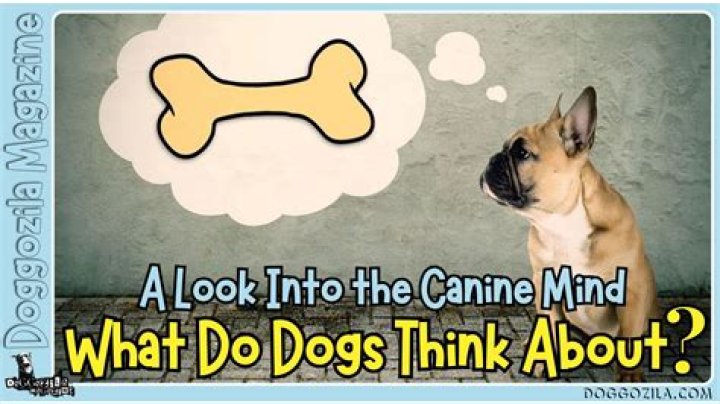 Do dogs think we are drowning?