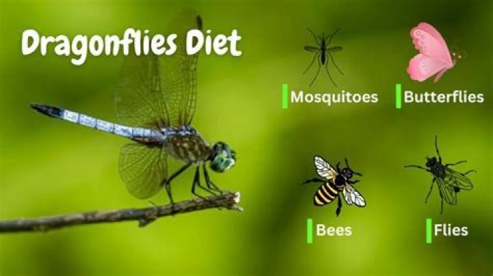 Do dragonflies eat house flies?