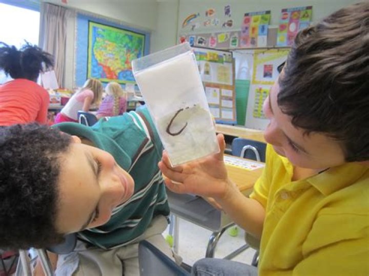 Do earthworms prefer light or dark?