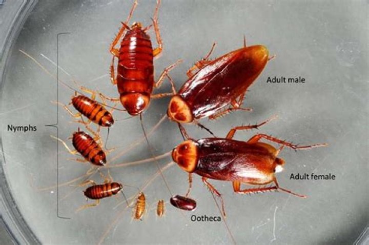 Do roaches mate by themselves?