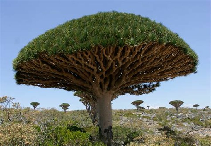 Exploring the Mystique of the Dragon Blood Tree: Nature's Marvel
