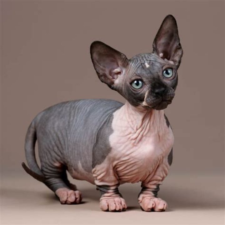 Gatto Bambino: The Fascinating World of Baby Cats