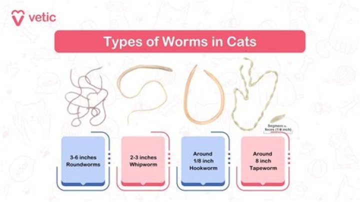 How can you tell if you have roundworms?