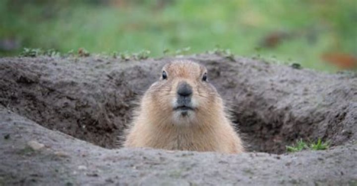 How deep is a groundhogs hole?