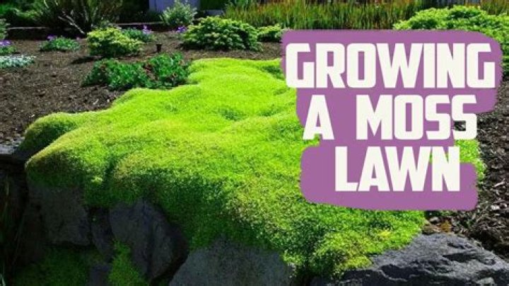 How do you keep moss balls alive?