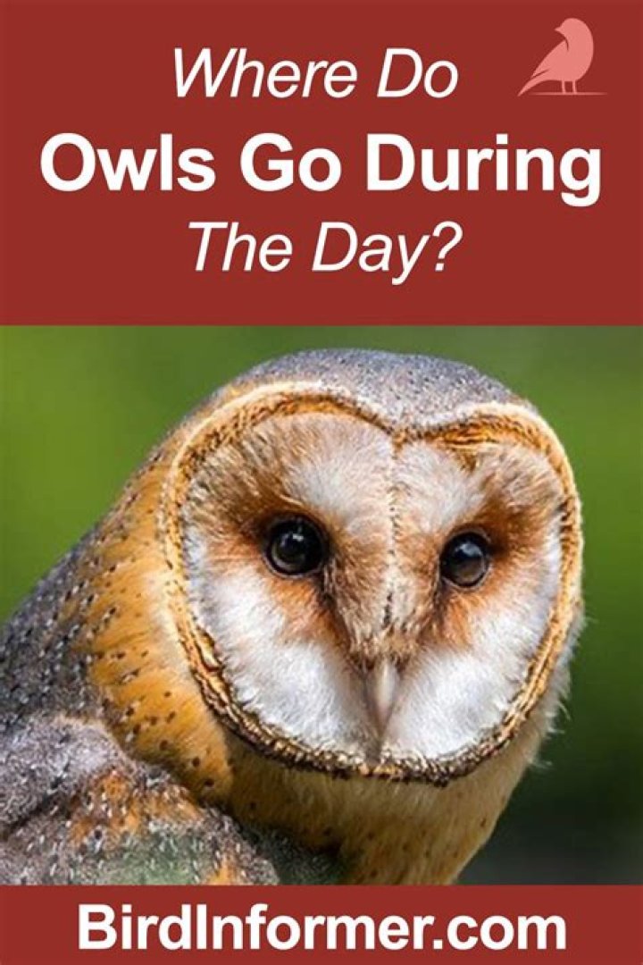 How do you make owls go away?