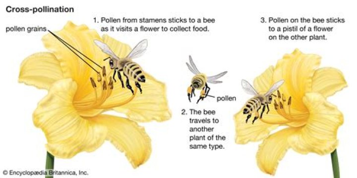 How do you tell if a flower has been pollinated?