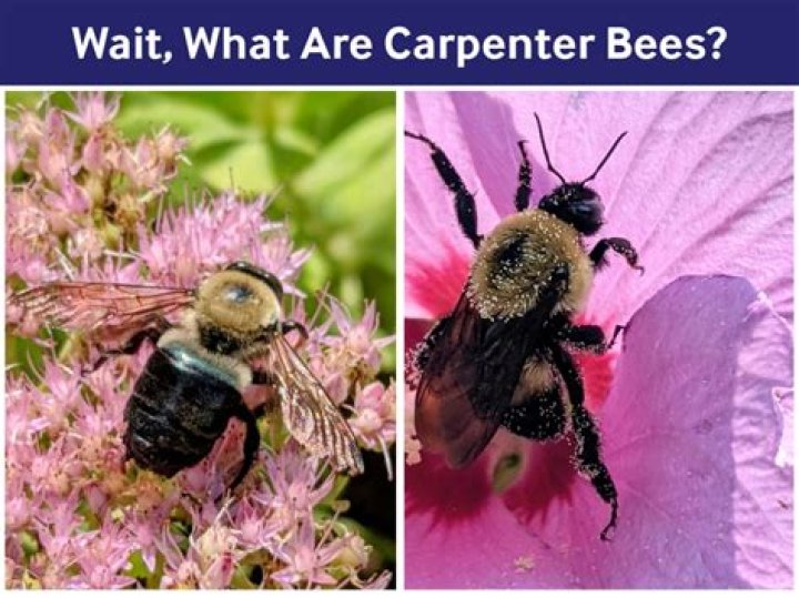 How do you tell the difference between a bumble bee and a carpenter bee?