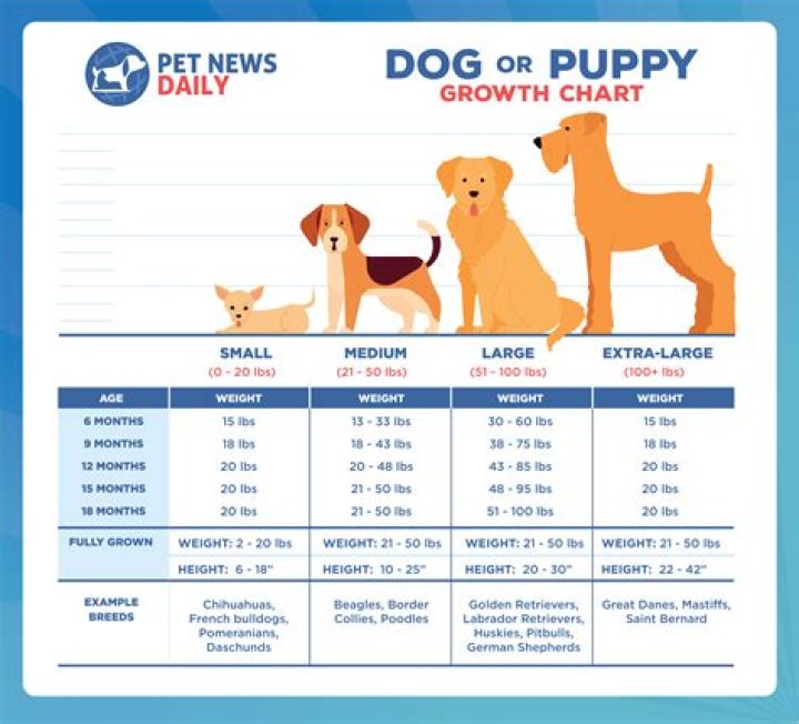 How far can 3 month old puppy walk?