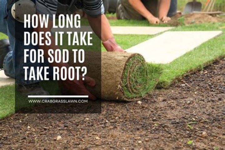 How long does it take for logs to rot?
