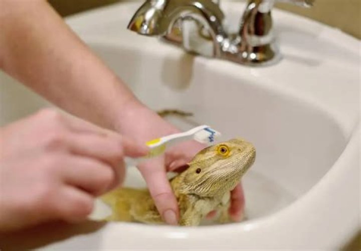 How often should you bathe a bearded dragon?