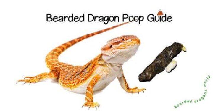 Is bearded dragon poop toxic?