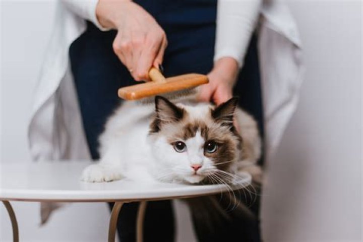 Is it cruel to have just one cat?