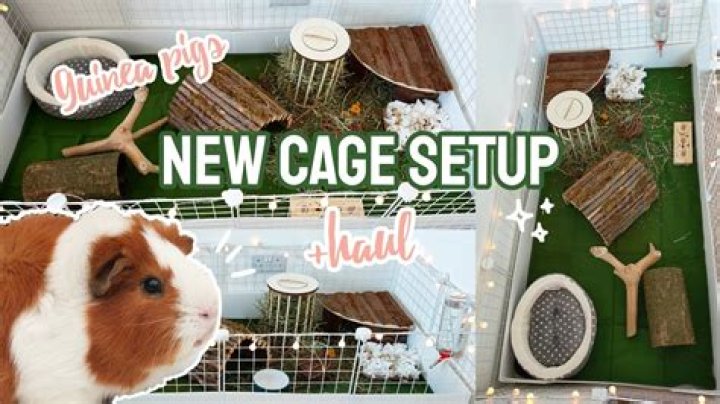 Is it OK to cover my guinea pig cage at night?