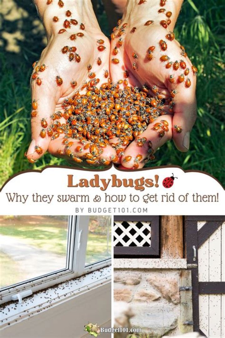 Is it OK to have ladybugs in your house?