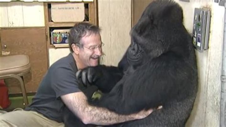 Koko the Gorilla: The Heartwarming Connection with Robin Williams
