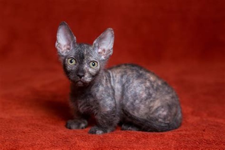 Kot Bambino: The Ultimate Guide to Understanding Its Charm and Appeal