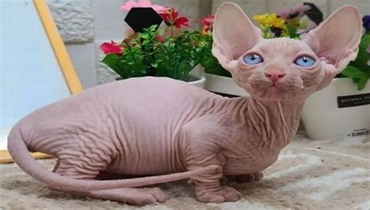 The Fascinating World of Bambino Cats: A Complete Guide