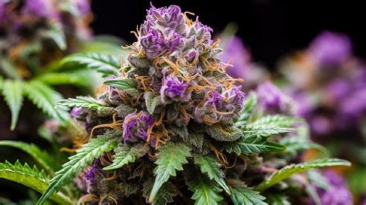Best Love Jones Strain: Discover Its Effects, Flavors, and More!