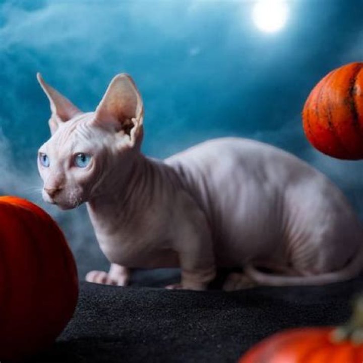 Mèo Bambino: The Unique and Adorable Cat Breed You Need to Know