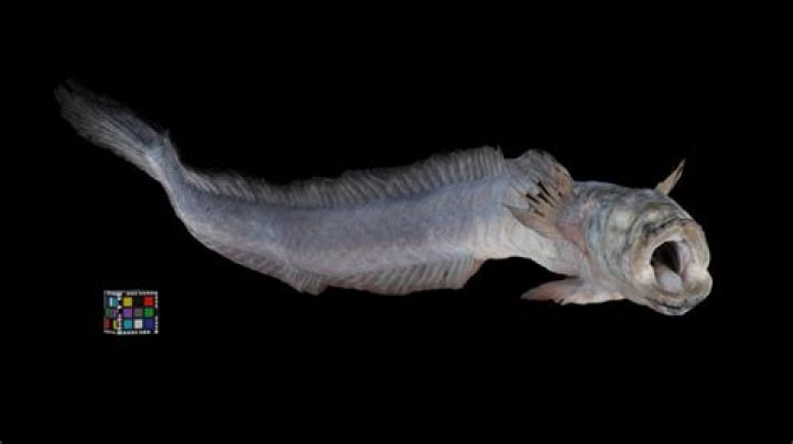 Understanding Odontamblyopus Lacepedii: The Unique Freshwater Fish