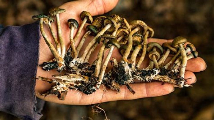 Psilocybin Mushrooms in Hawaii: Everything You Need to Know
