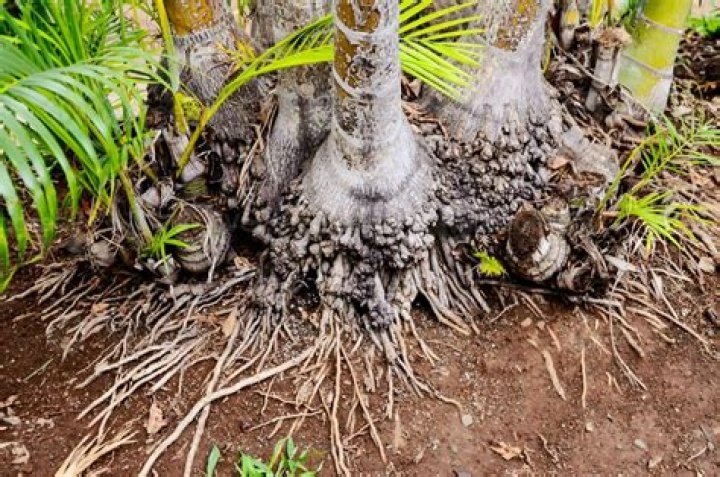 Should palm tree roots be exposed?
