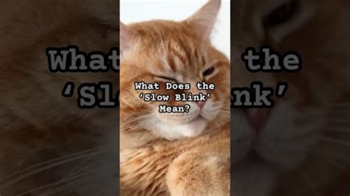Should you blink at a cat?