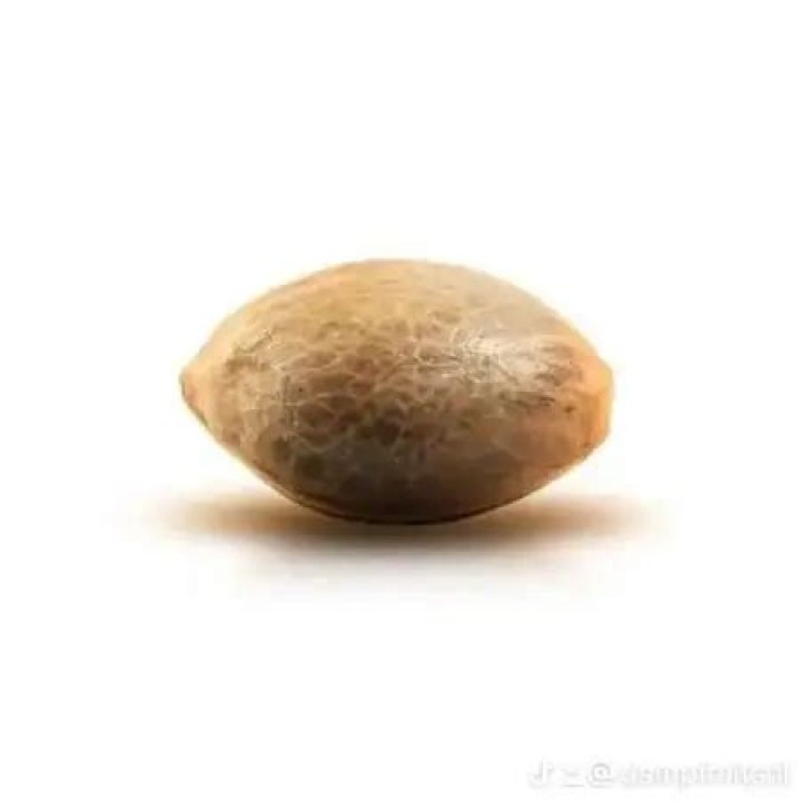 Discover the Snack Pack Strain: A Comprehensive Guide to Its Flavors and Effects