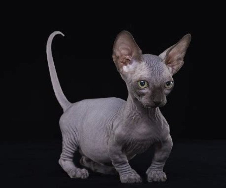 Sphynx Bambino: The Unique Hairless Cat Breed